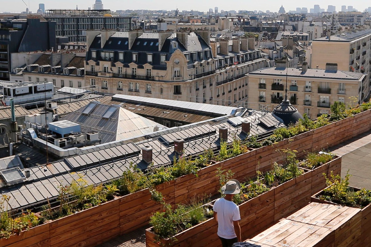 Čovek tokom obilaska zasada u urbanoj bašti na krovu jedne zgrade u Parizu (Foto: Reuters/Regis Duvignau)
